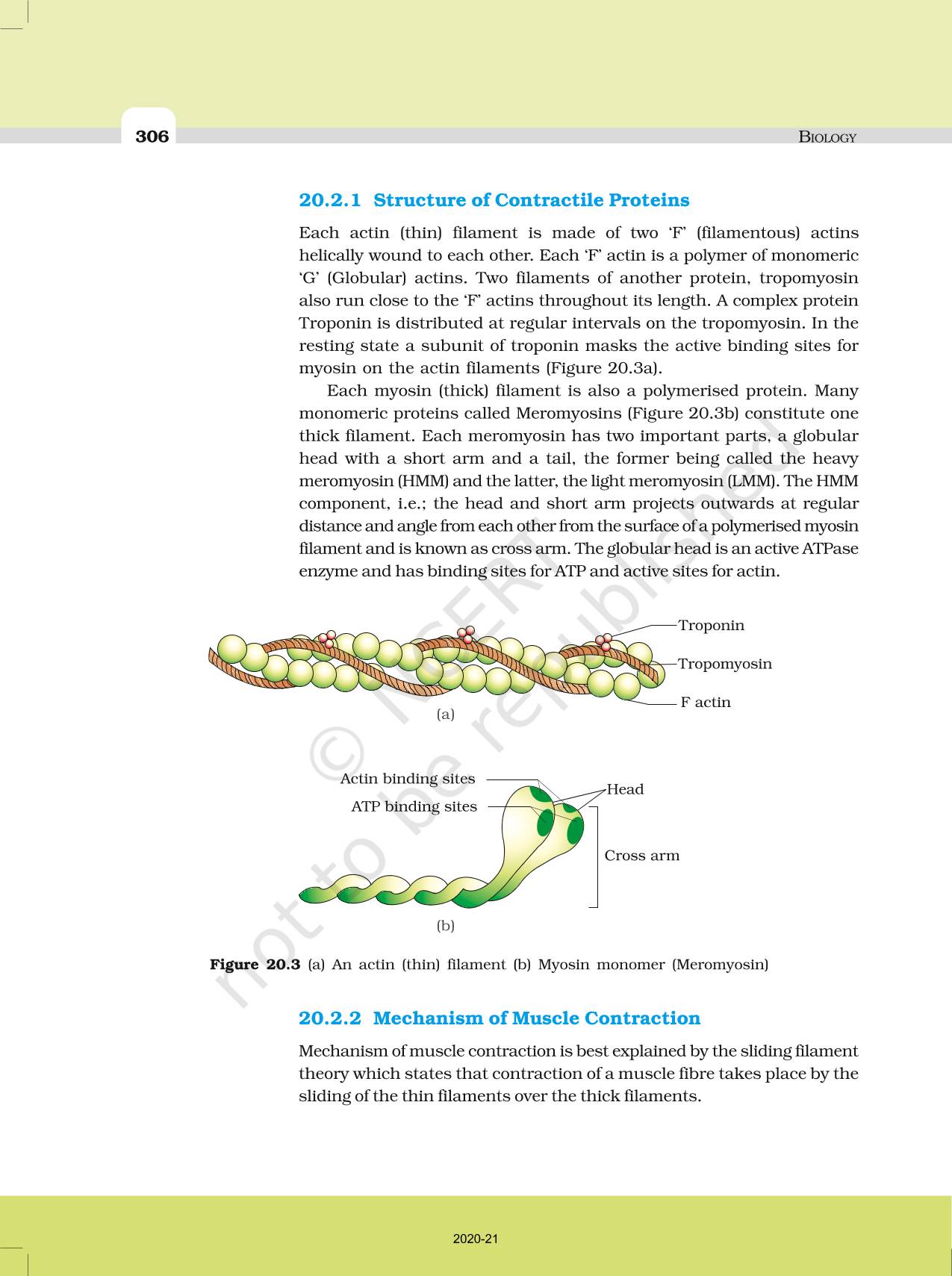 Locomotion And Movement - NCERT Book Of Class 11 Biology